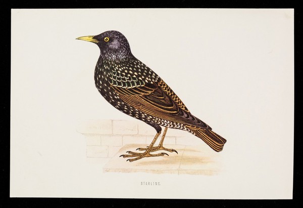 Sednine : starling.