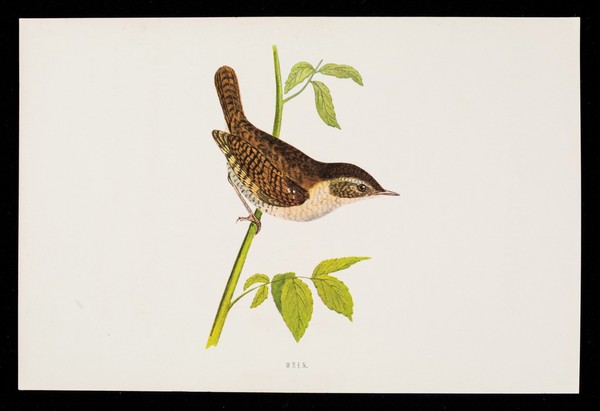 Triptafen-DA : wren.