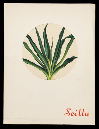Scilla : Scilloral das aus der Meerzwiebel bereitete, gut verträgliche Herzmittel mit leicht steuerbarer Wirkung.