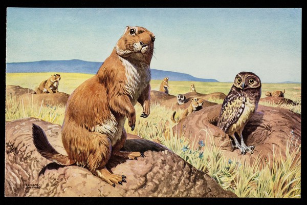 An unusual degree of tolerance ... Paynocil : the prairie dog and burrowing owl.