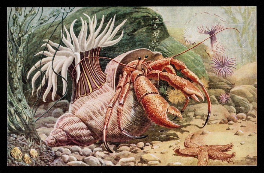 An unusual degree of tolerance ... Paynocil : the hermit crab and the sea anemone.
