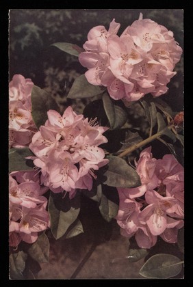 Patterns of nature: a series of decorative plants. 2, Rhododendron.