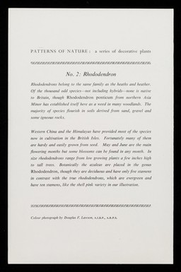 Patterns of nature: a series of decorative plants. 2, Rhododendron.