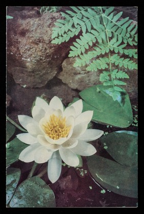 Patterns of nature: a series of decorative plants. 3, Nymphaea alba.