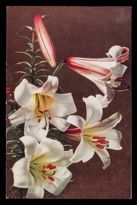 Patterns of nature: a series of decorative plants. 4, Lilium regale.