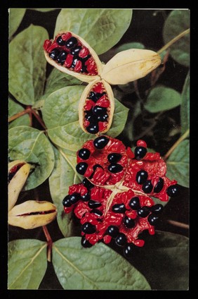 Patterns of nature: a series of decorative plants. 5, Paeonia obovata.