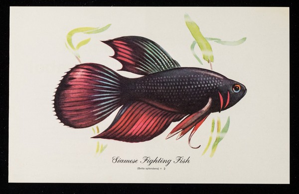 In convalescence Dianabol builds the patient up : the engraver builds his colour picture : Siamese fighting fish.