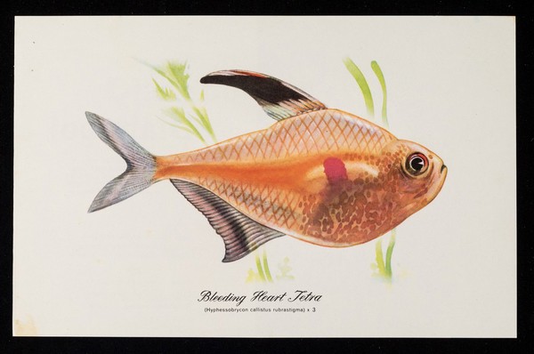 In convalescence Dianabol builds the patient up : the engraver builds his colour picture : bleeding heart tetra.