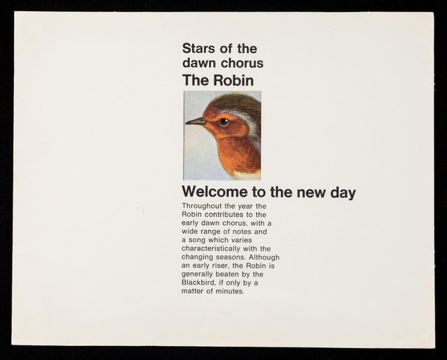 Stars of the dawn chorus, The Robin : welcome to the new day.
