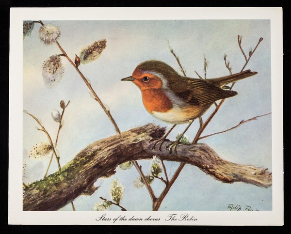 Stars of the dawn chorus, The Robin : welcome to the new day.