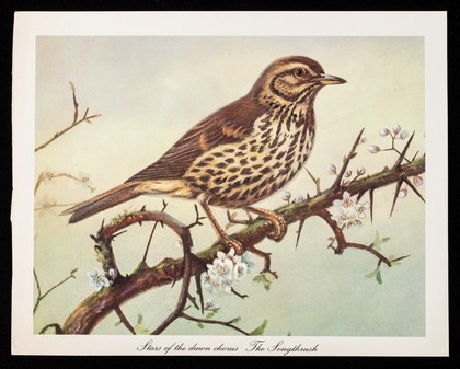 Welcome to the new day : stars of the dawn chorus : the songthrush.