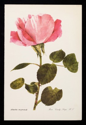 If you have a patient who cannot smell a rose...the remedy may be Otrivine : rosa 'candy stripe' H.T.