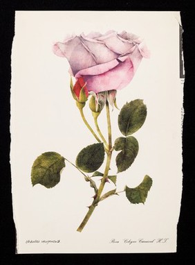 If you have a patient who cannot smell a rose...the remedy may be Otrivine : rosa 'Cologne carnival' H.T.