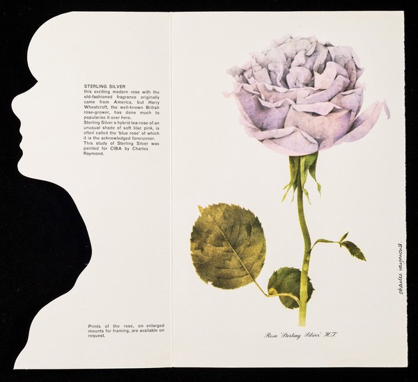 Sterling silver : this exciting modern rose with the old-fashioned fragrance originally came from America ...