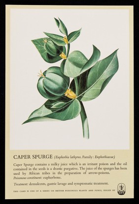 Caper spurge (Euphorbia lathyrus. Family: Euphorbiaceae) : Corangil tablets.