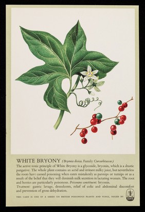 White bryony (Bryonia dioica. Family: Curcurbitaceae) : DF 118 releases the patient from severe pain...without narcotics.