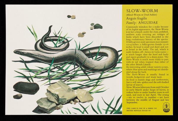 Slow-worm (blind-worm or deaf-adder) anguis fragilis family: Anguidae : DF 118 powerful non-narcotic analgesic.