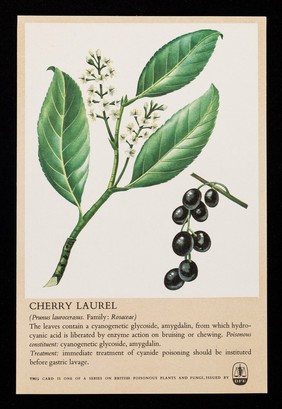 Cherry laurel (prunus laurocerasus. Family: Rosaceae) : Extil tablets relieve nasal and respiratory congestion.