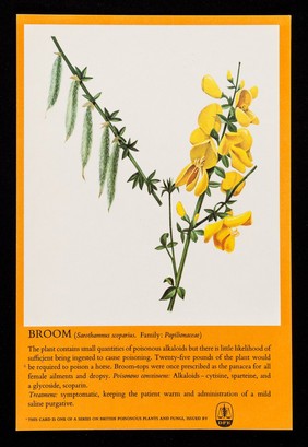 Broom (sarothamnus scoparius. Family: papilionaceae) : Falapen tablets.
