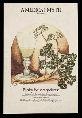 A medical myth : Parsley for urinary disease.