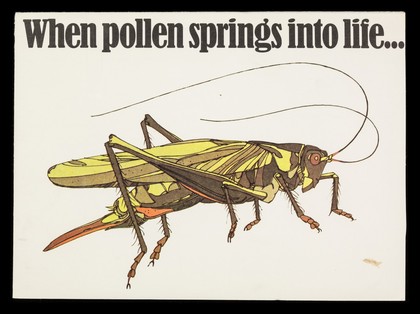 When pollen springs into life... : Rynacrom : disodium cromoglycate for hay fever.