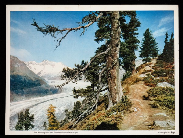 Butazolidin an effective antirheumatic : the Aletschglacier and Fiescherhöner (Swiss Alps).