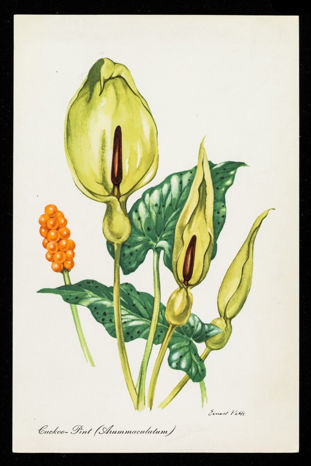 digitised image 1
