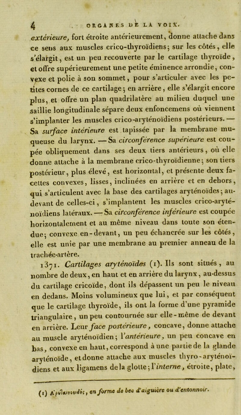 extérieure, fort étroite antérieurement, donne attache dans ce sens aux muscles crico-thyroïdiens; sur les côtés, elle s’élargit, est un peu recouverte par le cartilage thyroïde, et offre supérieurement une petite éminence arrondie, con- vexe et polie à son sommet, pour s’articuler avec les pe- tites cornes de ce cartilage ; en arrière, elle s’élargit encore plus, et offre un plan quadrilatère au milieu duquel une saillie longitudinale sépare deux enfoncemens où viennent s’implanter les muscles crico-aryténoïdiens postérieurs.— Sa surface intérieure est tapissée par la membrane mu- queuse du larynx. —Sa circonférence supérieure est cou- pée obliquement dans ses deux tiers antérieurs, où elle donne attache à la membrane crico-thyroïdienne; son tiers postérieur, plus élevé, est horizontal, et présente deux fa- cettes convexes, lisses, inclinées en arrière et en dehors, qui s’articulent avec la base des cartilages aryténoïdes ; au- devant de celles-ci, s’implantent les muscles crico-aryté- noïdiens latéraux. — Sa circonférence inférieure est coupée horizontalement et au même niveau dans toute son éten- due 5 convexe en-devant, un peu échancrée sur les côtés, elle est unie par une membrane au premier anneau de la trachée-artère. 1371. Cartilages aryténoïdes (1). Ils sont situés, au nombre de deux, en haut et en arrière du larynx, au-dessus du cartilage cricoïde, dont ils dépassent un peu le niveau en dedans. Moins volumineux que lui, et par conséquent que le cartilage thyroïde, ils ont la forme d’une pyramide triangulaire, un peu contournée sur elle-même de devant en arrière. Leur face postérieure, concave, donne attache au muscle aryténoïdien ; Y antérieure, un peu concave en bas, convexe en haut, correspond aune partie de la glande aryténoïde, et donne attache aux muscles thyro - aryténoï- diens et aux ligamens delà glotte;l’interne, étroite, plate, (1) A>1*»vou<êic, en forme de bec d'aiguière ou d’entonnoir.