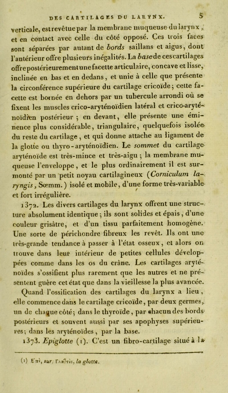 verticale, estrevêluepar la membrane muqueuse dularynx , et en contact avec celle du cote oppose. Ces uois laces sont séparées par autant de bords saillans et aigus, dont l’antérieur offre plusieurs inégalités. La base de ces cartilages offrepostérieurementune facette articulaire, concave et lisse, inclinée en bas et en dedans, et unie à celle que présente la circonférence supérieure du cartilage cricoïde^ cette fa- cette est bornée en dehors par un tubercule arrondi où se fixent les muscles crico-aryténoïdien latéral et crico-aryte- noïdi'en postérieur 5 en devant, elle présente une émi- nence plus considérable, triangulaire, quelquefois isolée^ du reste du cartilage , et qui donne attache au ligament de la glotte ou thvro- aryténoïdien. Le sommet du cartilage aryténoïde est très-mince et très-aigu ; la membrane mu- queuse l’enveloppe, et le plus ordinairement il est sur- monté par un petit noyau cartilagineux (Corniculum la- rj'ngis, Scemm. ) isolé et mobile, d’une forme très-variable et fort irrégulière. 1072. Les divers cartilages du larynx offrent une struc- ture absolument identique \ ils sont solides et épais , d’une couleur grisâtre, et d’un tissu parfaitement homogène. Une sorte de périchondre fibreux les revêt. Ils ont une très-grande tendance à passer à l’état osseux, et alors on trouve dans leur intérieur de petites cellules dévelop- pées comme dans les os du crâne. Les cartilages aryté- noïdes s’ossifient plus rarement que les autres et ne pré- sentent guère cet état que dans la vieillesse la plus avancée. Quand l’ossification des cartilages du larynx a lieu , elle commencedans le cartilage cricoïde, par deux germes, un de chaque côté ; dans le thyroïde, par ehacundes bords postérieurs et souvent aussi par ses apophyses supérieu- res; dans les aryténoïdes, par la base. i3y'S. Epiglotte (1). C’est un fibro-car.tilage situé à 1* 0) E’wî, mr: r/.*?T(s, la glotie.