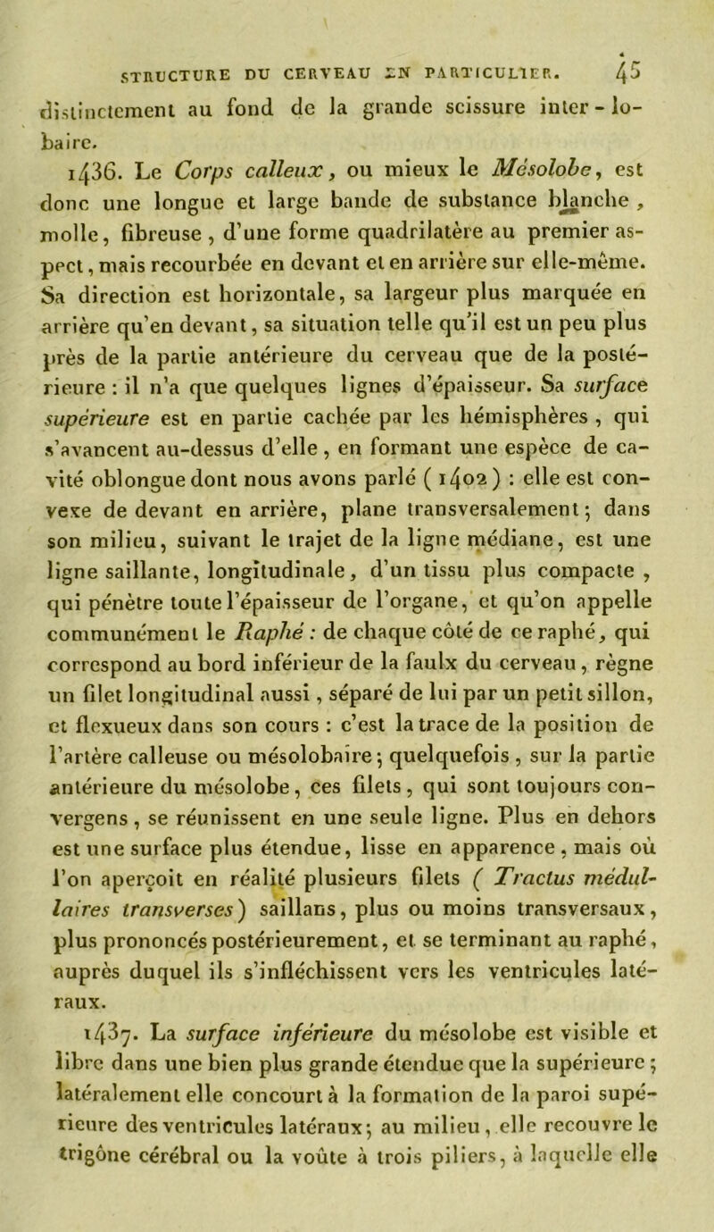 distinctement au fond de la grande scissure inter - lo- ba ire. 1436. Le Corps calleux, ou mieux le Mésolobe, est donc une longue et large bande de substance bjanche , molle, fibreuse , d’une forme quadrilatère au premier as- pect , mais recourbée en devant et en arrière sur elle-même. Sa direction est horizontale, sa largeur plus marquée en arrière qu’en devant, sa situation telle qu’il est un peu plus près de la partie antérieure du cerveau que de la posté- rieure : il n’a que quelques lignes d’épaisseur. Sa surface supérieure est en partie cachée par les hémisphères , qui s’avancent au-dessus d’elle , en formant une espèce de ca- vité oblonguedont nous avons parlé ( 1402) : elle est con- vexe de devant en arrière, plane transversalement; dans son milieu, suivant le trajet de la ligne médiane, est une ligne saillante, longitudinale, d’un tissu plus compacte , qui pénètre toute l’épaisseur de l’organe, et qu’on appelle communément le Raphé : de chaque côté de ce raphé, qui correspond au bord inférieur de la faulx du cerveau , règne un filet longitudinal aussi, séparé de lui par un petit sillon, et flexueux dans son cours : c’est la trace de la position de l’artère calleuse ou mésolobaîre; quelquefois , sur la partie antérieure du mésolobe, ces filets , qui sont toujours con- vergens, se réunissent en une seule ligne. Plus en dehors est une surface plus étendue, lisse en apparence , mais où l’on aperçoit en réalité plusieurs filets ( Traclus médul- laires transverses) saillans, plus ou moins transversaux, plus prononcés postérieurement, et se terminant au raphé, auprès duquel ils s’infléchissent vers les ventricules laté- raux. 14^7. La surface inférieure du mésolobe est visible et libre dans une bien plus grande étendue que la supérieure ; latéralement elle concourt à la formation de la paroi supé- rieure des ventricules latéraux; au milieu, elle recouvre le trigône cérébral ou la voûte à trois piliers, à laquelle elle