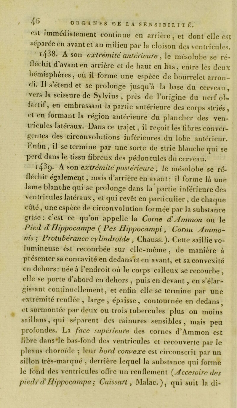 °st immédiatement continue en arrière, et dont elle est séparée en avant et au milieu par la cloison des ventricules. r438. A son extrémité antérieure , le mésolobe se ré- fléchit d avant en arrière et de haut en bas, entre les deux hémisphères, où il forme une espèce de bourrelet arron- 'ii. Il s’étend et se prolonge jusqu’à la base du cerveau , vers scissure de Sylvius , près de l’origine du nerf ol- factif, en embrassant la partie antérieure des corps striés, et en formant la région antérieure du plancher des ven- tricules latéraux. Dans ce trajet, il reçoit les fïlu-es conver- gentes des circonvolutions inférieures du lobe antérieur, r.nfin, il se termine par une sorte de strie blanche qui se perd dans ie tissu fibreux des pédoncules du cerveau. 14^9. A son extrémité, postérieure, le mésolobe se ré- fléchit également, mais d’arrière en avant: il forme là une lame blanche qui se prolonge dans la partie inférieure des ventricules latéraux, et qui revêt en particulier, de chaque < oie, une espece de circonvol ution formée par la substance giise : c est ce qu on appelle la Corne cTAmmon ou le Pied d'Hippocampe ( Pes Hippocampi, Cornu Ammo- nis ; Protubérance cylindroïde, Chauss.). Celte saillie vo- lumineuse est recourbée sur elle-même, de manière à présenter sa concavité en dedans'eten avant, et sa convexité en dehors: née à 1 endroit où le corps calleux se recourbe , elle se porte d’abord en dehors , puis en devant, eu s’élar- gissant continuellement, et enfin elle se termine par une extrémité renflée , large , épaisse, contournée en dedans et surmontée par deux ou trois tubercules plus 011 moins saillans, qui séparent des rainures sensibles, mais peu profondes. La face supérieure des cornes d’Ammon est libre dans de bas-fond des ventricules et recouverte par le plexus choroïde ; leur bord convexe est circonscrit par un sillon très-marqué , derrière lequel la substance qui forme le fond des ventricules offre un renflement {Accesoire des pieds d'Hippocampe ; Cuissart, Mnlac. ), qui suit la di-