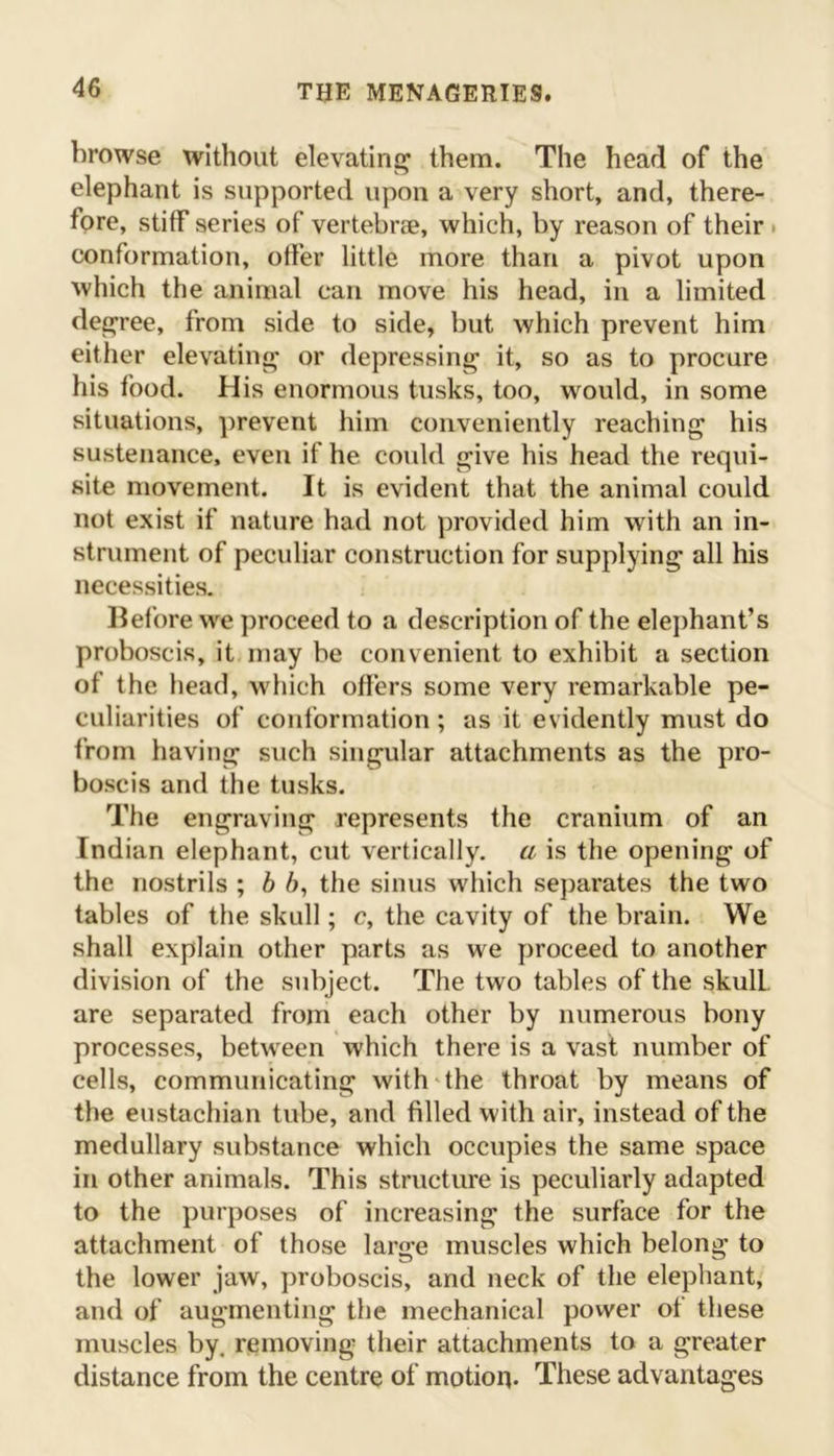 browse without elevating them. The head of the elephant is supported upon a very short, and, there- fore, stiff series of vertebrae, which, by reason of their conformation, offer little more than a pivot upon which the animal can move his head, in a limited degree, from side to side, but which prevent him either elevating or depressing it, so as to procure his food. His enormous tusks, too, would, in some situations, prevent him conveniently reaching his sustenance, even if he could give his head the requi- site movement. It is evident that the animal could not exist if nature had not provided him with an in- strument of peculiar construction for supplying all his necessities. Before we proceed to a description of the elephant’s proboscis, it may be convenient to exhibit a section of the head, which offers some very remarkable pe- culiarities of conformation ; as it evidently must do from having such singular attachments as the pro- boscis and the tusks. The engraving represents the cranium of an Indian elephant, cut vertically, a is the opening of the nostrils ; b 6, the sinus which separates the two tables of the skull; c, the cavity of the brain. We shall explain other parts as we proceed to another division of the subject. The two tables of the skulL are separated from each other by numerous bony processes, between which there is a vast number of cells, communicating with the throat by means of the eustachian tube, and filled with air, instead of the medullary substance which occupies the same space in other animals. This structure is peculiarly adapted to the purposes of increasing the surface for the attachment of those large muscles which belong to the lower jaw, proboscis, and neck of the elephant, and of augmenting the mechanical power of these muscles by. removing their attachments to a greater distance from the centre of motion- These advantages