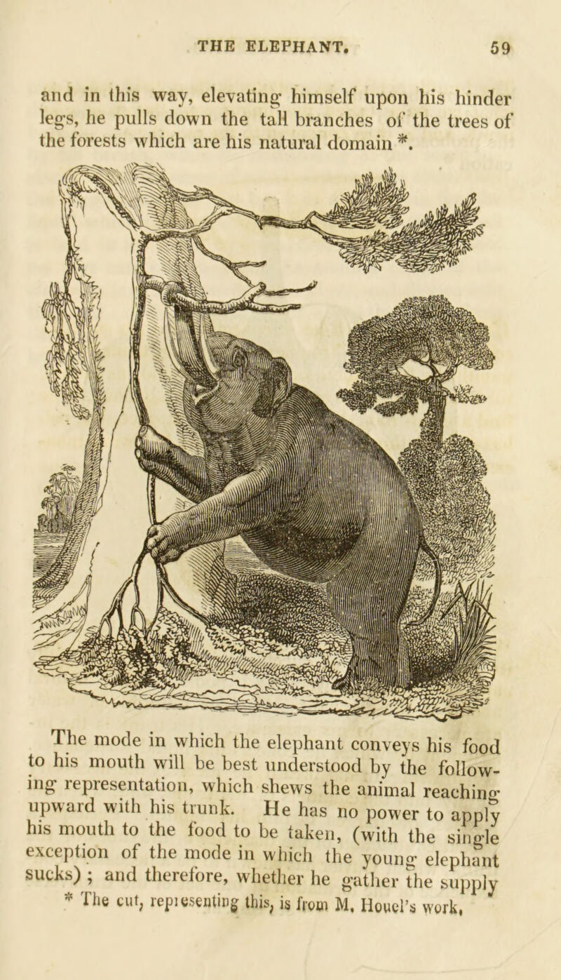 and in this way, elevating himself upon his hinder legs, he pulls down the tali branches of the trees of the forests which are his natural domain * The mode in which the elephant conveys his food to his mouth will be best understood by the follow- ing representation, which shews the animal reaching upward with his trunk. He has no power to apply his mouth to the food to be taken, (with the single exception of the mode in which the young elephant sucks) ; and therefore, whether he gather the supply * The cut, repiesenting this, is from M, Houel’s work,