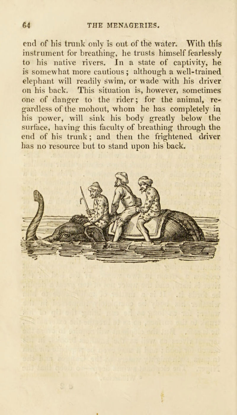 end of his trunk only is out of the water. With this instrument for breathing-, he trusts himself fearlessly to his native rivers. In a state of captivity, he is somewhat more cautious; although a well-trained elephant will readily swim, or wade with his driver on his back. This situation is, however, sometimes one of danger to the rider; for the animal, re- gardless of the mohout, whom he has completely in his power, will sink his body greatly below the surface, having this faculty of breathing through the end of his trunk; and then the frightened driver has no resource but to stand upon his back.