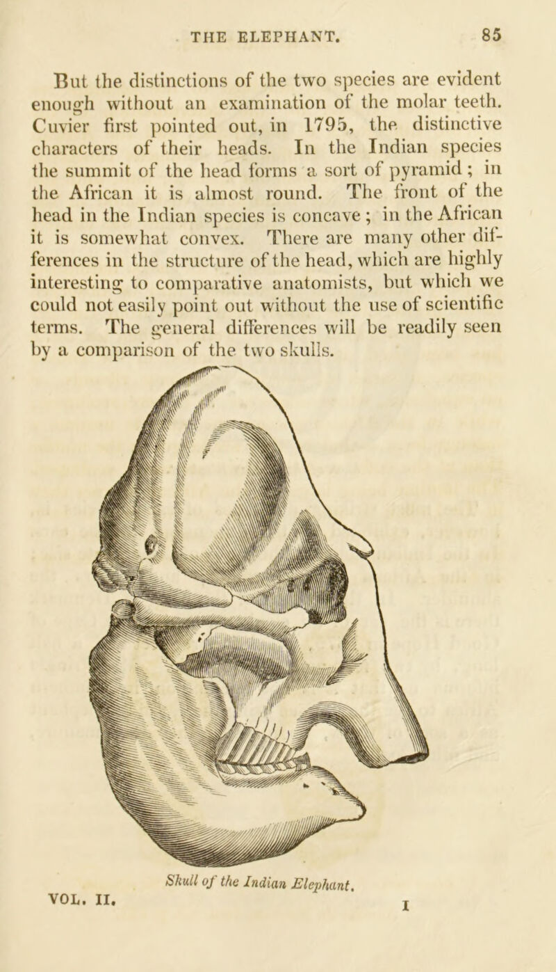 But the distinctions of the two species are evident enough without an examination of the molar teeth. Cuvier first pointed out, in 1795, the distinctive characters of their heads. In the Indian species the summit of the head forms a sort of pyramid; in the African it is almost round. The front of the head in the Indian species is concave ; in the African it is somewhat convex. There are many other dif- ferences in the structure of the head, which are highly interesting to comparative anatomists, but which we could not easily point out without the use of scientific terms. The general differences will be readily seen by a comparison of the two skulls. Skull of the Indian Elephant. VOL. II. I