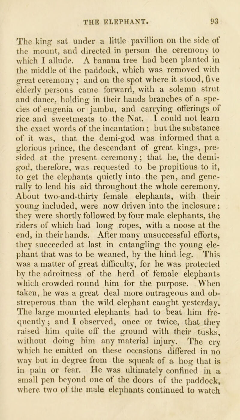 The king* sat under a little pavillion on the side of the mount, and directed in person the ceremony to which I allude. A banana tree had been planted in the middle of the paddock, which was removed with great ceremony ; and on the spot where it stood, five elderly persons came forward, with a solemn strut and dance, holding in their hands branches of a spe- cies of eugenia or jambu, and carrying offerings of rice and sweetmeats to the Nat. 1 could not learn the exact words of the incantation; but the substance of it was, that the demi-god was informed that a glorious prince, the descendant of great kings, pre- sided at the present ceremony; that he, the demi- god, therefore, was requested to be propitious to it, to get the elephants quietly into the pen, and gene- rally to lend his aid throughout the whole ceremony. About two-and-thirty female elephants, with their young included, were now driven into the inclosure: they were shortly followed by four male elephants, the riders of which had long ropes, with a noose at the end, in their hands. After many unsuccessful efforts, they succeeded at last in entangling the young ele- phant that was to be weaned, by the hind leg. This was a matter of great difficulty, for he was protected by the adroitness of the herd of female elephants which crowded round him for the purpose. When taken, he was a great deal more outrageous and ob- streperous than the wild elephant caught yesterday. The large mounted elephants had to beat him fre- quently; and I observed, once or twice, that they raised him quite off the ground with their tusks, without doing him any material injury. The cry which he emitted on these occasions differed in no way but in degree from the squeak of a hog that is in pain or fear. He was ultimately confined in a small pen beyond one of the doors of the paddock, where two of the male elephants continued to watch