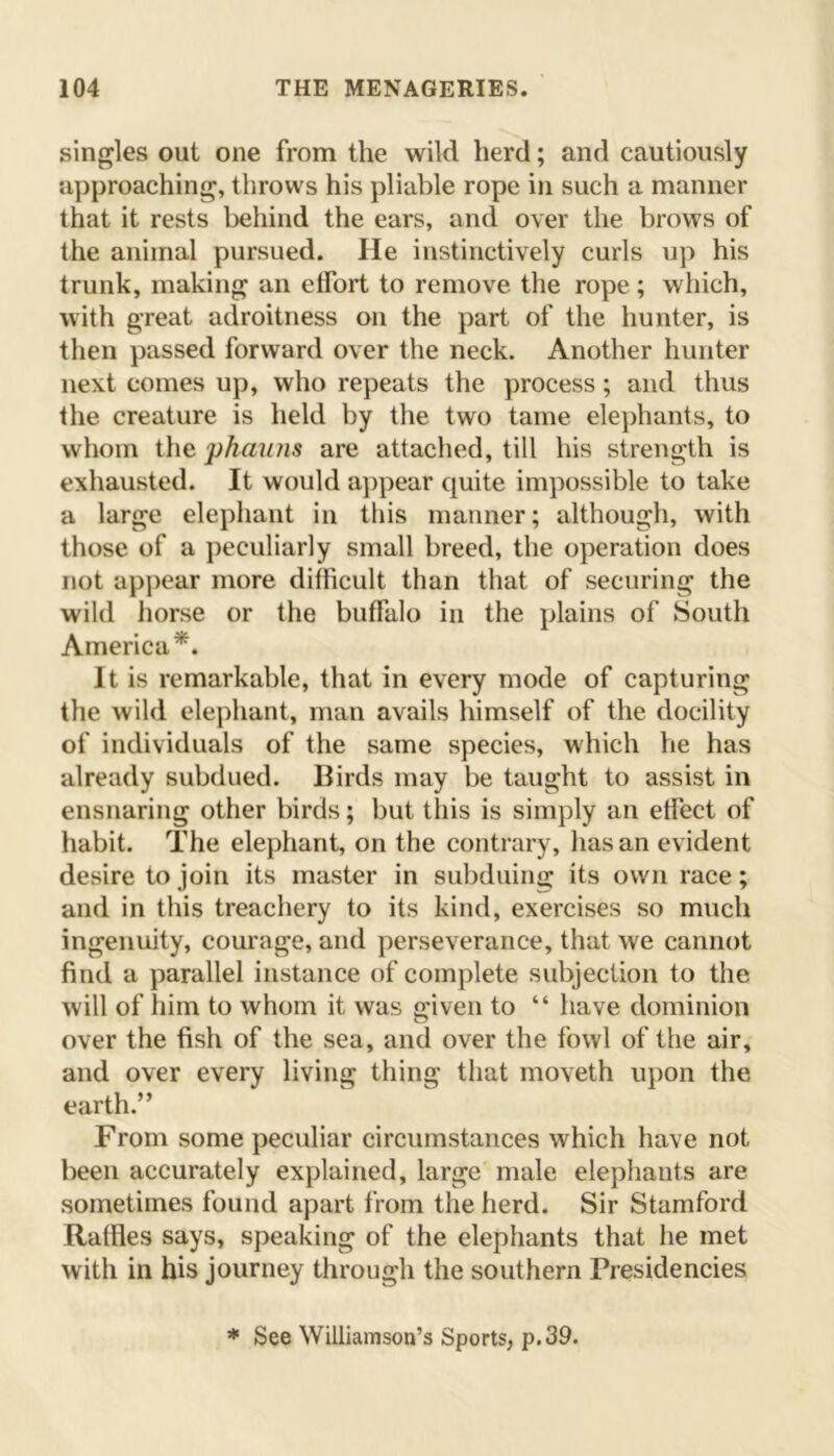 singles out one from the wild herd; and cautiously approaching, throws his pliable rope in such a manner that it rests behind the ears, and over the brows of the animal pursued. He instinctively curls up his trunk, making an effort to remove the rope; which, with great adroitness on the part of the hunter, is then passed forward over the neck. Another hunter next comes up, who repeats the process; and thus the creature is held by the two tame elephants, to whom the phauns are attached, till his strength is exhausted. It would appear quite impossible to take a large elephant in this manner; although, with those of a peculiarly small breed, the operation does not appear more difficult than that of securing the wild horse or the buffalo in the plains of South America*. It is remarkable, that in every mode of capturing the wild elephant, man avails himself of the docility of individuals of the same species, which he has already subdued. Birds may be taught to assist in ensnaring other birds; but this is simply an effect of habit. The elephant, on the contrary, has an evident desire to join its master in subduing its own race; and in this treachery to its kind, exercises so much ingenuity, courage, and perseverance, that we cannot find a parallel instance of complete subjection to the will of him to whom it was given to “ have dominion over the fish of the sea, and over the fowl of the air, and over every living thing that moveth upon the earth.” From some peculiar circumstances which have not been accurately explained, large male elephants are sometimes found apax*t from the herd. Sir Stamford Raffles says, speaking of the elephants that he met with in his journey through the southern Presidencies * See Williamson’s Sports, p.39.