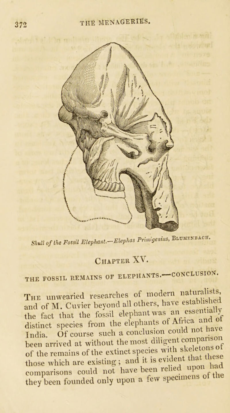 Skull of the Fossil Elephant.—Elephas Prim!genius, Blumenbacw. Chapter XV. the fossil remains of elephants.—conclusion. The unwearied researches of modern naturalists and of M. Cuvier beyond all others, have established the fact that the fossil elephant was an essential y distinct species from the elephants of Africa aiid o India. Of course such a conclusion could not have been arrived at without the most diligent comparis of the remains of the extinct species with skeleton those which are existing; and it is evi den <_ had comparisons could not have been re ie - . , they been founded only upon a few specune