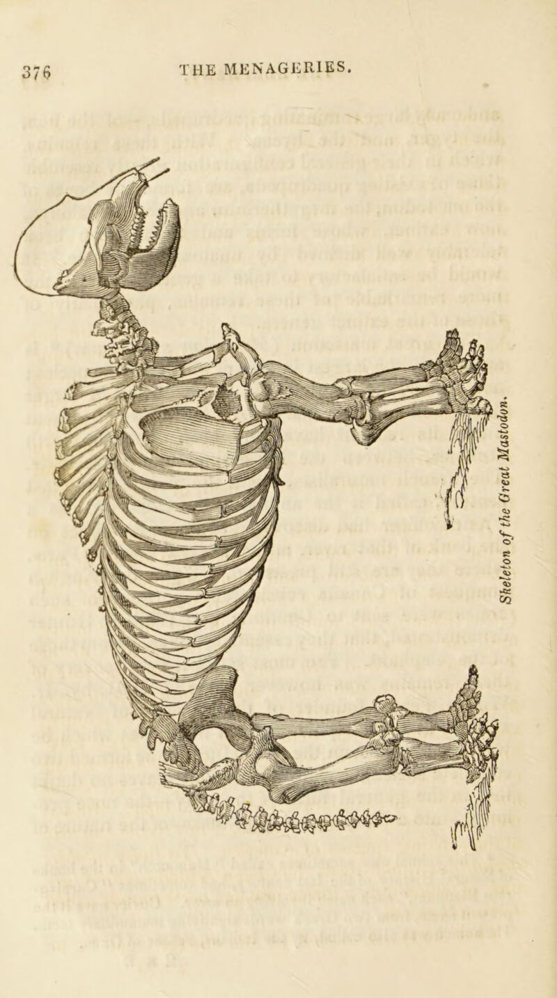 Skeleton of the Great Mastodon.