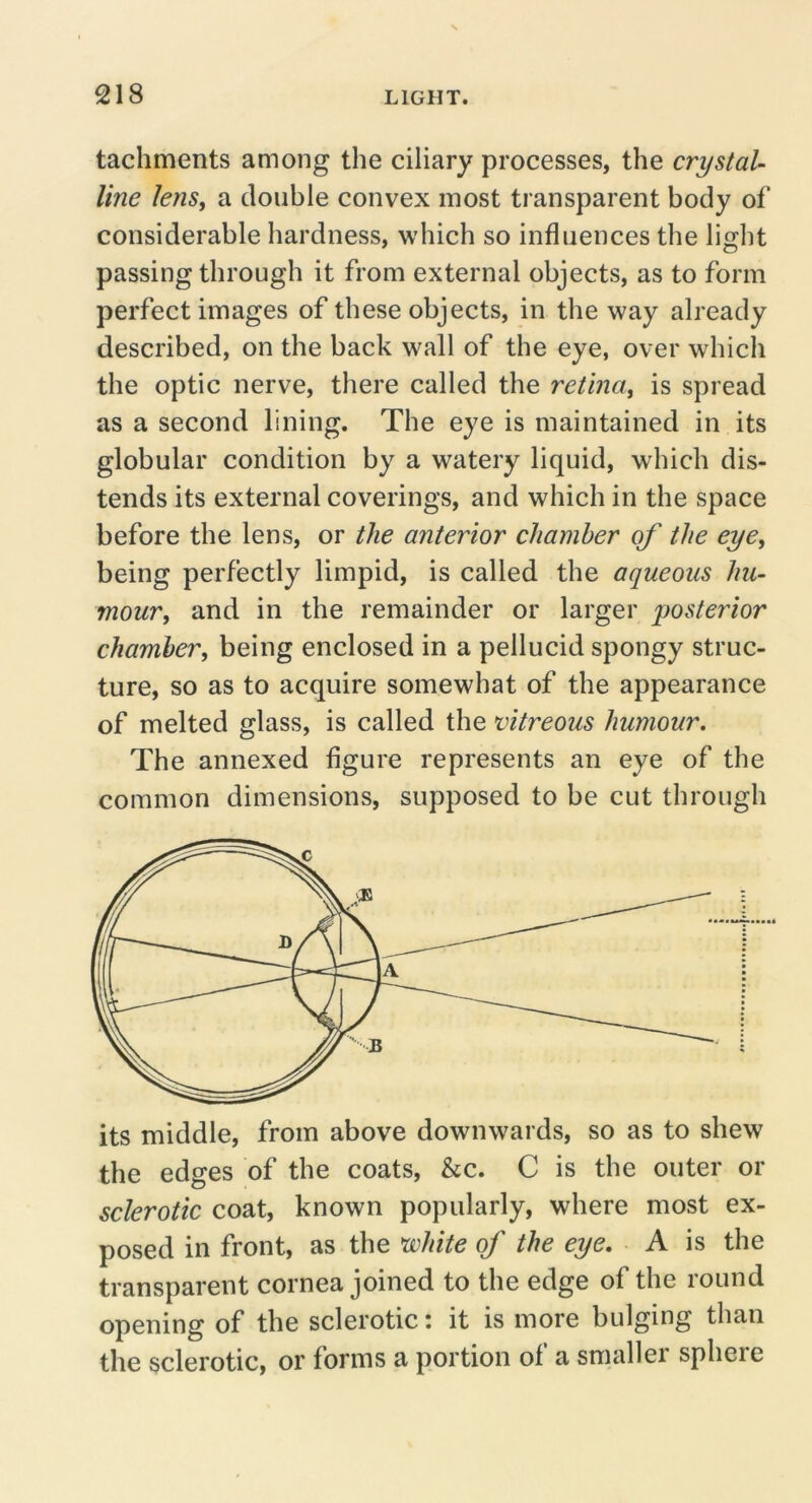 tachments among the ciliary processes, the crystal- line lens, a double convex most transparent body of considerable hardness, which so influences the light passing through it from external objects, as to form perfect images of these objects, in the way already described, on the back wall of the eye, over which the optic nerve, there called the retina, is spread as a second lining. The eye is maintained in its globular condition by a watery liquid, which dis- tends its external coverings, and which in the space before the lens, or the anterior chamber of the eye, being perfectly limpid, is called the aqueous hu- mour, and in the remainder or larger posterior chamber, being enclosed in a pellucid spongy struc- ture, so as to acquire somewhat of the appearance of melted glass, is called the vitreous humour. The annexed figure represents an eye of the common dimensions, supposed to be cut through its middle, from above downwards, so as to shew the edges of the coats, &c. C is the outer or sclerotic coat, known popularly, where most ex- posed in front, as the vohite of the eye. A is the transparent cornea joined to the edge of the round opening of the sclerotic: it is more bulging than the sclerotic, or forms a portion of a smaller sphere