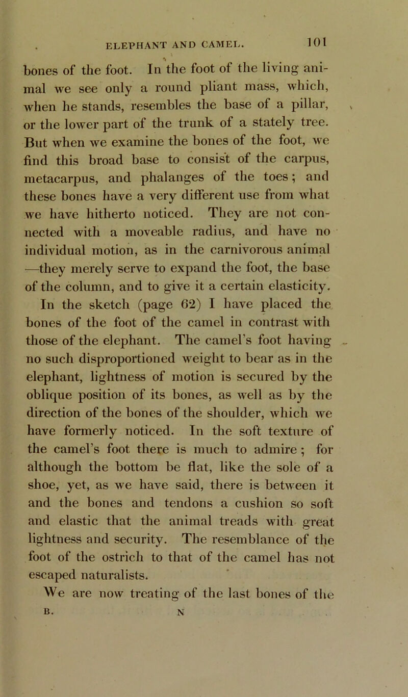 ELEPHANT AND CAMEL. bones of the foot. In the foot of the living ani- mal we see only a round pliant mass, which, when he stands, resembles the base of a pillar, or the lower part of the trunk of a stately tree. But when we examine the bones of the foot, we find this broad base to consist of the carpus, metacarpus, and phalanges of the toes; and these bones have a very different use from what we have hitherto noticed. They are not con- nected with a moveable radius, and have no individual motion, as in the carnivorous animal —they merely serve to expand the foot, the base of the column, and to give it a certain elasticity. In the sketch (page 62) I have placed the bones of the foot of the camel in contrast with those of the elephant. The camel’s foot having no such disproportioned weight to bear as in the elephant, lightness of motion is secured by the oblique position of its bones, as well as by the direction of the bones of the shoulder, which we have formerly noticed. In the soft texture of the camel’s foot there is much to admire ; for although the bottom be flat, like the sole of a shoe, yet, as we have said, there is between it and the bones and tendons a cushion so soft and elastic that the animal treads with great lightness and security. The resemblance of the foot of the ostrich to that of the camel has not escaped naturalists. We are now treating of the last bones of the B. N