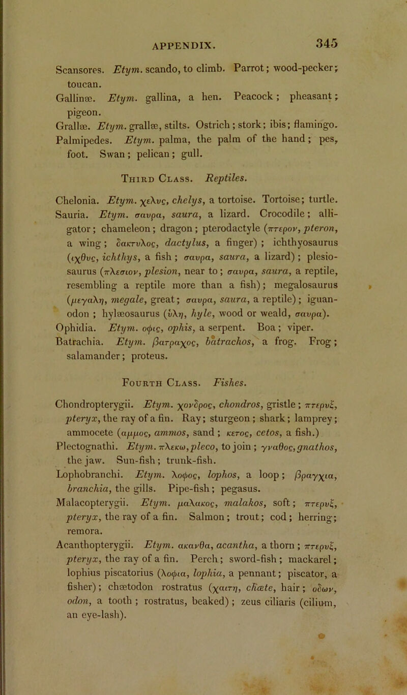 Scansorcs. scando, to climb. Parrot; wood-pecker; toucan. Gallinae. Etyvi. gallina, a hen. Peacock; pheasant; pigeon. Grallm. jPfv/wi. grallae, stilts. Ostrich ; stork; ibis; flamingo. Palmipedes. Etym. palma, the palm of the hand; pes, foot. Swan ; pelican ; gull. Third Class. Reptiles. Chelonia. Etym. chelys, a tortoise. Tortoise; turtle. Sauria. Etym. travpa, saura, a lizard. Crocodile; alli- gator ; chameleon; dragon; pterodactyle (irrepo*', pteron, a wing; San-vXoc, dactylus, a finger) ; ichthyosaurus (cX^vg, ichthys, a fish ; travpa, saura, a lizard) ; plesio- saurus (jrXEffiov, plesion, near to; <7aupa, saura, a reptile, resembling a reptile more than a fish); megalosaurus {fxtyaXr), megale, great; travpa, saura, a reptile); iguan- odon ; hylseosaurus {y\r\, hyle, wood or weald, travpa). Ophidia. Etym. otpig, ophis, a serpent. Boa; viper. Batrachia. Etym. fiarpaxog, batrachos, a frog. Frog; salamander; proteus. Fourth Class. Fishes. Chondropterygii. Etym. xovSpoe, chondros, gristle ; r-rEpv'^, pteryx, the ray of a fin. Ray; sturgeon; shark; lamprey; ammocete {afigog, ammos, sand ; KErog, cetos, a fish.) Plectognathi. ttAekw,pZeco, to join ; yvadog,gnathos, the jaw. Sun-fish; trunk-fish. Lophobranchi. Etym. \otj>og, lophos, a loop; (ipayxia, hranchia, the gills. Pipe-fish; pegasus. Malacopterygii. Etyvi. fjiaXuKog, vialakos, soft; Trrepu^, pteryx, the ray of a fin. Salmon; trout; cod; herring; remora. Acanthopterygii. Etym. amrOa, acantha, a thorn ; Trrepv^, pteryx, the ray of a fin. Perch; sword-fish ; mackarel; lophius piscatorius (Xo^ia, lophia, a pennant; piscator, a fisher); chtetodon rostratus {xeurr), cRcete, hair; olwv, odon, a tooth ; rostratus, beaked) ; zeus ciliaris (cilium, an eye-lash).