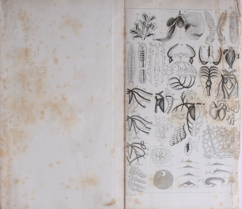 n.B. Carpenter, iel: