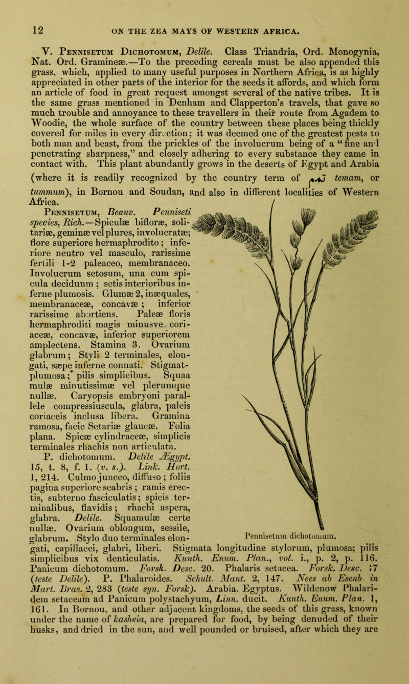 V. Pennisetum Dichotomum, Delile. Class Triandria, Ord. Monogynia, Nat. Ord. Gramineae.—To the preceding cereals must be also appended this grass, which, applied to many useful purposes in Northern Africa, is as highly appreciated in other parts of the interior for the seeds it affords, and which form an article of food in great request amongst several of the native tribes. It is the same grass mentioned in Denham and Clapperton’s travels, that gave so much trouble and annoyance to these travellers in their route from Agadem to Woodie, the whole surface of the country between these places being thickly covered for miles in every direction; it was deemed one of the greatest pests to both man and beast, from the prickles of the involucrum being of a “ fine and penetrating sharpness,” and closely adhering to every substance they came in contact with. This plant abundantly grows in the deserts of Egypt and Arabia (where it is readily recognized by the country term of teinam, or tummum), in Bornou and Soudan, and also in different localities of Western Africa. Pennisetum, Beauv. Penniseti species, Rich.—Spiculae biflorae, soli- tariae, geminae velplures, involucratae; flore superiore hermaphrodito; infe- riore neutro vel masculo, rarissime fertili 1-2 paleaceo, membranaceo. Involucrum setosum, una cum spi- cula deciduum ; setis interioribus in- ferne plumosis. Glumae 2, inaequales, membranaceae, concavae ; inferior rarissime abortiens. Paleae floris hermaphroditi magis minusve cori- aceae, concavae, inferior superiorem amplectens. Stamina 3. Ovarium glabrum; Styli 2 terminales, elon- gati, saepe inferne connati. Stigmat- plumosa ;* pilis simplicibus. Squaa mulae minutissimae vel plerumque nullae. Caryopsis embryoni paral- lel compressiuscula, glabra, paleis coriaceis inclusa libera. Gramina ramosa, facie Setariae glaucae. Folia plana. Spicae cylindraceae, simplicis terminales rhachis non articulata. P. dichotomum. Delile JEgypt. 15, t. 8, f. 1. (v. s.). Link. Hort. 1, 214. Culmo junceo, diffuso ; foliis pagina superiore scabris ; ramis erec- tis, subterno fasciculatis; spicis ter- minalibus, flavidis; rhachi aspera, glabra. Delile. Squamulae certe nullae. Ovarium oblongum, sessile, glabrum. Stylo duo terminales elon- _ Pennisetum dichotomum. gati, capillacei, glabri, liberi. Stigmata longitudine stylorum, plumosa; pilis simplicibus vix denticulatis. Kunth. Enum. Plan., vol. i., p. 2, p. 116. Panicum dichotomum. Forsk. Desc. 20. Phalaris setacea. Forsk. Desc. 17 (teste Delile). P. Phalaroides. Schult. Mant. 2, 147. Nees ah Esenb in Mart. liras. 2, 283 (teste syn. Forsk). Arabia. Egyptus. Wildenow Phalari- dem setaceam ad Panicum polystachyum, Linn, ducit. Kuntli. Enum. Plan. 1, 161. In Bornou, and other adjacent kingdoms, the seeds of this grass, known under the name of kasheia, are prepared for food, by being denuded of their husks, and dried in the sun, and well pounded or bruised, after which they are