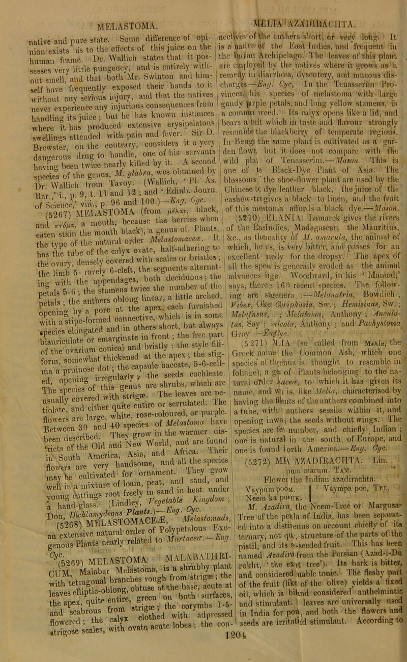 MELASTOMA. native and pure state. Some difference of opi- nion exists as to the effects of this juice on the human frame. Dr. Wallieh states that it pos- sesses very little pungency, and is entirely with- out smell, and that both Mr. Swmton and him- self have frequently exposed their hands to it without any serious injury, and that the natives never experience any injurious consequences from handling its juice ; 'but he has known instances where it has produced extensive erysipelatous swellings attended with pain and fever, bir L>. Brewster, on the contrary, considers it a very dangerous drug to handle, one of his servants having been twice nearly killed by it. A second ° si wr nc MELt-A AZADIRACUTA. uectives of tlie anthers •short; or very long. It is a native of the 1‘Iast Indies, and frequent in the Indian Archipelago. The leaves of this plant are cnqloyed by the natives where it grows as a remedy in diarrhoea, dysentery, and mucous dis- charges.—Eny. Cyc, In the Tenasserim Pro- vinces, liis species of melastoma with large gaudy pirple petals, and long yellow stamens, is a comma weed. Its calyx opens like a lid, and bears a iuit which in taste and flavour strongly resemble the blackberry of temperate regions. In Bengt the same plant is cultivated as a gar- den Howe, but it does not compare with the wild plai of Tenasserim.—Mason. lmvmg nlabra, wes obtained by ] one of te Black-Dye Plant of Asia. The species o g fWnllich. ‘PI. As. i blossoms ’ the shoe-flower plant are used by the Chinese tc dye leather black, the juice of the ! cashew-trtgives a black to linen, and the fruit i of this mestoma affords a black dye.—Mason. If 1 A \T T V [..imdiml- fritrr>c flip rlvroi’c Dr. Wallieh from Tavoy. (WaUich 11. As. Bar ’ i p 9, t. 11 and 12 ; and ‘ Edinb. Jouin. nf Science ’ viii., p. % and 100.)-Eurj. Cyc. /c<U-n>MR'T \STOMA (from ufoas, black, , oi uus uiwiomu anurusa uiacs. uy^.—inas 521,7) M ,V„„tK tecau* the Tomes when (5270) .1S1.AN1A. Mlnm-ck gives the riven, csienTam tile month black), . genus of Hants, of the Mndjes, Madagascar, the Maunt.Us, eaten sum *uinsinmace.se. It &c., as theicahty of M. eaten stain tie mou 1 ac , Mlaatgmeea. [[ | fee., as theicality of M. aniarula the animal of the haU,a(lheri t0 which, he vs, is very bitter, and passes for an has the tube ot ^W^'?tU’scale8 ov bristles ; excellent uedy for the dropsy. The apex of the ovary,^densely thp, seimients alteniat- \ all the spec* is generally eroded as the animal advances iige. Woodward, in his 1 Tlf 1 alloCl Y LU v vji v>vi »’ the limb 5- rarely 6-cleft, the segments alternat- ing with the appendages, both deciduous; tie petals 5-6 ; the stamens twice the o netals • the anthers oblong linear, a little aiched Speninu by a pore at the apM, each furnished with “°stipe-ronnecl connective, which is m some species elongated and in others short, but always HaSate or emavginate in front; the tree part mliTovarium conical and bristl, i the s yte fili- form, somewhat thickened at the apex , the sto - ma a pminose dot caP^h® ^ oocWeate. The species*3of tins genus are shrubs, which arc usually covered with strigse. 1 he leaves aie pe- tiolhte and either quite entire or serrulated. 1 he tiolate, a *hite roSe-coloured, or purple. Between 30 and 40 species of Melastoma. have Betweei rr. in the warmer dis- Between 30 am . tl warmer dis- | species are fei number been described * nnd are found one is natural in the ..6o. ..V.V.U.....w, Manual,’ says, there-? 160 recent species. The follow- ing are sigenei'a -.—Melavatria, Bowdich ; Pibex, Okei Ooriphasia, Sw.; Hemisinus, Sw. ; Me Inf us its, Mel'atoma, Anthony; Anctilo- tus, Say ; mcola, Anthony ; and Pachysloma Gray —Entpyc. (5 271) ALIA (so called from Mt\fa, the Greek name the Common Ash, which one species'of tlgenus is thought to resemble in foliage), a gei of Plants belonging to the na- tural oTilcr li.acerr, to which it has given its name, and wg is, like. Melia, characterised by ; having the fifents of the anthers combined into i a tube, with i anthers sessile within it, and ; opening inwa; the seeds without wings. The and chiefly1 Indian straad “d 'Ne,v WoT’ :?d *“ S i„ South America, Asia, a ,r n..P Verv handsome, and all ttie species * cultivated for ornament. They Srow well in a •» kg heatunder ’(Li-dley, ■ D75pg“mFAAST offclx‘‘SkuLom«d,. -m extensive natural order of Polypetalous Exo- au exieiis , . Mvrt.ncprr.—Ear/. SpeCieS aie 101 numuei, eiuu bllicuj _ muiuu , one is natural in the south of Europe, and one is found l orth America.— Ear/. Cyc. (5272) MK AZADTRACFITA. Lin. pum niarum. Tam. Flower the Indian azadirachta. VaypumpoOM. I Vaympa poo, Tel. Neem ka po»uK. | M. Azadira, the Neem-Tree or Margosa- J T’ree of the pfenla of India, has been separat- ed into a disthenus on account chiefly ol its an extensive natural order of ' ternary; not qiv, structure of the parts of the genous Plants nearly related to Mm 9 ^ ^8eeded fruit. This has been m. . .'Kir:/ f 1  l _»■.. o .i. u.Jl.n.i/A.nJ.i.nii ^5269) MELASTOMA MALABA IHRI- CUM Malabar Melastoma, is a shrubby plant with tetragonal branches rough from strig® , the with tej -V oblong> obtuse at the base, acute at grcen - >»«' s,»rf“5- tne apex, q . «trio-pp • the corymbs 1-5- and SPhhvous fr o ^ with ■ addressed ^^^..tcecutaobetithccon. pistil, and its ^-seeded fruit. I his has licen named /izadii'Q from the Persian (Azad-i-Du rnkht, ‘ the exit tree’). Its bark is bitter, and considered luable tonic, 'life fleshy part of the fruit (like of the olive) yields a fixed oil, which is bihnd considered anthelmintic and stimulant, leaves are universally used in India for pon, and both the flowers and seeds are irritated stimulant. According to 120 i