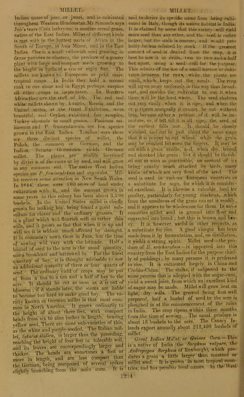 Indian name of joar, or jwari, and is cultivated . throughout. Western Llindoostwn.Mr.Siinonds says ! Job's tears (Coix lachryma) is another cereal grass, j native, of the East Indies. Millet of different kinds is met. with in the hottest parts of Africa in the , South of Europe, in Asia Minor, and in the East i Indies. One is a small yellowish.seed growing in dense, panicles or clusters, the produce of a grassy i plant with large and compact, seeds growing to the height in India of s>ven or eight feet. The millets are known to Europeans as petit inais, tropical crops. In India they hold a second rank to rice, alone and in Egypt perhaps, surpass all other crops in impoitance. lit Western Africa they iare the staff of life. The. red and white millets shown by Austria, Russia and the United states, at the (ireat Exhibition, were i beautiful, and Ceylon exhibited fair samples, j Turkey abounds in small grains. Pawicum mi | liaceum and P. frumentaceum are the species I grown in the East Indies. Loudon; says there j are three distinct species of millet, the ! Polish, the common or German, and the j Indian. Set aria Gmnnnica yield's German millet. The plants are readily increased by divisr u of .the roots or by seed, and will grow in any common soil. The native West. Indian j species are P.fiiniunculntum and oryzoides, Mil-J let receives some attention in New South Wales, j In IP IT. there were UK) acres of land under cultivation with it, and the amount grown in some years in this colony has been about 3,500 bushels. In the United States millet is chiefly grown for making hay. being found a good sub- stitute for clover and the ordinary grasses. It is a plant which will flourish well on rather thin soils, and it grows so fast that when it is up and well 'set it is seldom much affected by drought, it. is commonly sown there in June, but the time of sowing will vary with the latitude. Haifa bushel of seed to the acre is the usual quantity, sown broadcast, and harrowed in. For the finest quantity of hay, it is thought advisable to sow an additional quantity of three or four quarts of seed. The ordinary yield of crops may be put at from a toil to a ton and a half of hay to the acre. It should he cut as soon as it is out of blossom ; if it stands later, the stems arc liable to become too hard to make good hay. The va- riety known as German millet is that most com- mon in North America. It grows ordinarily to the height of about three feet, with compact heads from six to nine inches in length, hearing yellow seed. There arc some sub-varieties of this, • .i -i 1 The. Italian mil- as the white and purple-seeded. The Italian mil let, Setaria italica, is larger than the preceding, reaching the height of four feet in tolerable soil, and its leaves arc correspondingly larger and thicker. The heads are sometimes a foot or more in length, and are less compact, than the.German, being composed of several spikes slmhtlv branching from the main stem. It is said to derive its specific name from being culti- vated in Italy, t hough its native habitat is India. It is claimed by some that this variety will yield more seed than any other, and the seed i» rather larger, Imt the stalk is coarser, and wmild pro- bably .he less relished by stock. If the greatest amount of seed is desired from the crop, it is best to sow it in drills, two to two-and-a-half feet apart, using a seed drill for the purpose. This admits of the use of a small harrow or culti- vator hetweep the rows, while the plants are. small, which keeps out the weeds. The crop will ripen more uniformly in this way than broad- cast, and enables the, cultivator to cut it when there will be the lea.-t waste. The seed shatters out very easily when it is ripe, and when the or p ripens unequally it cannot tie cut. without loss, because either a portion of it will be im- mature, or, if left till it is all ripe, the seed of the earliest falls out. It should be closely watched, and cut, in just about the same stage that it is proper to cut wheat, while the grain may be crushed between the lingers. It may he cut with a grain cradle, and, when dry, bound and shocked like grain : hut it should he thresh - ed out as soon as practicable, on account of its being usually much attacked by birds, many kinds of which are very fond of the seed. The seed is used in various European countries as a substitute for sago, for which it is consider- ed excellent. It is likewise a valuable food for poultry, particularly for young chickens, which from the smallness of the grain can eat it readily, and it appears to be wholesome for them. In some countries millet seed is ground into flour and converted into bread ; but this is brown and hea- vy. It is, however, useful in other respects, as a substitute for rice. A good vinegar has been made from it by fermentation, and, on distillation, it. yields a strong spirit. Millet seed—the pro- duce of II. soocharatum— is imported into this country from the East Indies for the purpose chief- ly of puddings; by many persons it is prefened to rice. It is cultivated largely in China and Cochin-China. The stalks, if subjected to the same process that is adopted with the sugar-cane, y ield a sweet juice, from which an j excellent kind of sugar may be made. Millet will grow best on light, dry soils. The ground being first well prepared, half a bushel of seed to the acre is ploughed in at the commencement of the rains in India. The crop ripens within three months from the time of sowing. The usual produce is about Id bushels to the. acre. Ihe Canary Is- lands export annually about 212,100 bushels of millet. Great Indian Millet, or Guinea Corn. Ibis is a native of India (the Sorghum tn/gare, the Andropogon Sorghum of Roxburgh), which pro- duces a grain a little larger than mustard or millet seed. It is grown in most tropical coun- tries, and has peenliar loeal names. In thp Uest