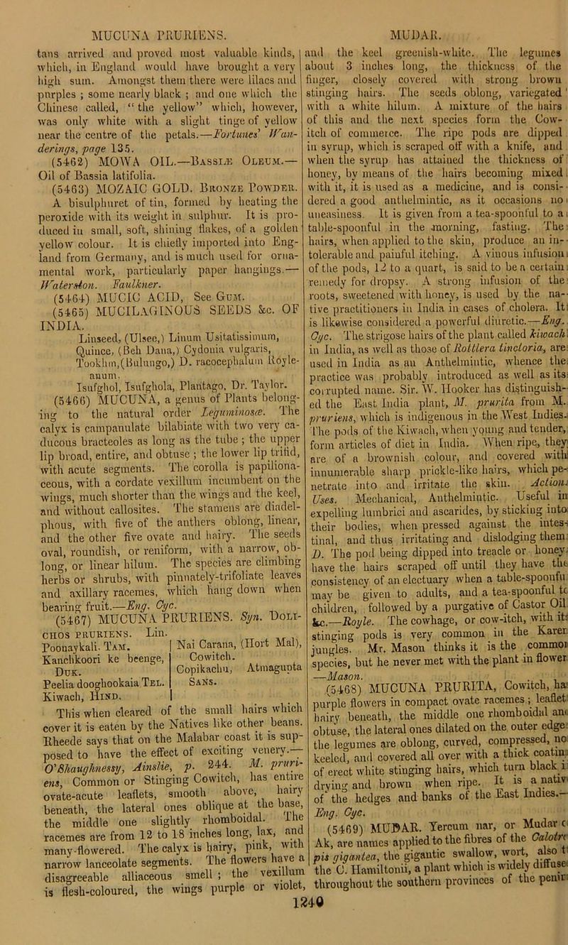 MUCUNA PRURIENS. MUDAR. tans arrived and proved most valuable kinds, which, in England would have brought a very high sum. Amongst them there were lilacs and purples ; some nearly black ; and one which the Chinese called, “ the yellow” which, however, was only white with a slight tinge of yellow near the centre of the petals.—Fori lines’ IVan- derings, page 135. (5462) MOWA OIL.—Basse* Oleum.— Oil of Bassia latifolia. (5463) MOZAIC GOLD. Bronze Powder. A bisulphuret of tin, formed by heating the peroxide with its weight in sulphur. It is pro- duced in small, soft, shiniug flakes, of a golden yellow colour. It is chiefly imported into Eng- land from Germany, and is ranch used for orna- mental work, particularly paper hangings.— UralerAon. Faulkner. (5464) MUCIC ACID, See Gum. (5465) MUCILAGINOUS SEEDS See. OF INDIA. Linseed, (Ulsee,) Linum Usitatissimum, Quince, (Bell Dana,) Cydouia vulgaris, Tooklnn,(Bulungo,) D. racocephalum Lloyle- auum. Isufghol, Isufghola, Plantago, Dr. Taylor. (5466) MUCUNA, a genus of Plants belong- ing to the natural order Leguminosce. The calyx is campanulate bilabiate with two very ca- ducous bracteoles as long as the tube ; the uppei lip broad, entire, and obtuse ; the lower lip tritid, with acute segments. The corolla is papiliona- ceous, with a cordate vexillum incumbent on the wings, much shorter than the wings and the keel, and'without callosites. The stamens are diadel- plious, with five of the anthers oblong, linear, and the other five ovate and hairy. Ihe seeds oval, roundish, or veniform, with a narrow, ob- long, or linear hiluui. The species are climbing herbs or shrubs, with pinnately-trifoliate leaves and axillary racemes, which hang down when bearing fruit.—Eng. Cyc. (5467) MUCUNA PRURIENS. Syn. Doli- CIIOS PRURIENS. Lin. Mai), Nai Carana, (Hort Co witch. Copikachu, Atmagunta Sans. Poonaykali- Tam. Kanchkoori ke beenge, Duk. Peelia dooghookaia Tel. Kiwacli, Hind. This when cleared of the small hairs which cover it is eateu by the Natives like other beans. Rheede says that on the Malabar coast it is sup- posed to have the effect of exciting venery.— O'Shaughnessy, Ainslie, p. 244. M. pruri- ent, Common or Stinging Cowitch, has entire ovate-acute leaflets, smooth above, hairy beneath, the lateral ones oblique at the base, the middle one slightly rhomboidal. Ihe racemes are from 12 to 18 inches long, ax, an many-flowered. The calyx is hairy, pm', 1 1 narrow lanceolate segments. Ihe flowers ia\e a disagreeable alliaceous smell : the vexillum and the keel greenish-white. The legumes about 3 inches long, the thickness of the finger, closely covered with strong browu stinging hairs. The seeds oblong, variegated1 with a white hilum. A mixture of the hairs of this and the next species form the Cow- itch of commerce. The ripe pods are dipped in syrup, which is scraped off with a knife, and when the syrup has attained the thickness of honey, by means of the hairs becoming mixed with it, it is used as a medicine, and is consi- dered a good anthelmintic, as it occasions no i uneasiness. It is given from a tea-spoonful to ai table-spoonful in the morning, fasting. The hairs, when applied to the skin, produce an in- tolerable and painful itching. A vinous infusion, of the pods, 12 to a quart, is said to be a certain, remedy for dropsy. A strong infusion of the roots, sweetened with honey, is used by the na- tive practitioners in India in cases of cholera. It: is likewise considered a powerful diuretic.—Eng. Cyc. The strigose hairs of the plant called kiwach. in India, as well as those of Rottlera tincloria, are used in India as an Anthelmintic, whence the. practice was probably introduced as well as its. corrupted name. Sir. W. Hooker has distinguish- ed the East India plant, M. prurita from M. prurient, which is indigenous in the West Indies- The pods of the lviwach, when yqung and tender, form articles of diet in India. ‘ When ripe, they are of a brownish colour, and covered with innumerable sharp prickle-like hairs, which pe- netrate into and irritate the skin. Actioiu Uses. Mechanical, Anthelmintic. Useful in: expelling lumbrici and ascarides, by sticking into their bodies, when pressed against the intes- tinal, and thus irritating and dislodging them I). The pod being dipped into treacle or honey, have the hairs scraped off until they have the consistency of an electuary when a table-spoonfu may be given to adults, and a tea-spoonful tc children, followed by a purgative of Castor Oil Jtc.—Boyle. The cowhage, or cow-itch, with itr stinging pods is very common in the Karer jungles. Mr. Mason* thinks it is the commoi species, but he never met with the plant in flower —Mason. . (5468) MUCUNA PRURITA, Cowitch, ha purple flowers in compact ovate racemes ; leaflet hairy beneath, the middle one rhomboidal anc obtuse, the lateral ones dilated on the outer edge the legumes are oblong, curved, compressed, no keeled, and covered all over with a thick coatin. of erect white stinging hairs, which turn black l drying and brown when ripe. It is a nativ of* the hedges and banks of the East Indies.— Eng. Cyc. (5469) MUDAR. Yercum nar, or Mudar c Ak, are names applied to the fibres of the a o rt pis gigantea, the gigantic swallow, wort, also t the C. Ilamiltonii, a plant which is widely diffuse is or** ^ of tl,e pe,,it