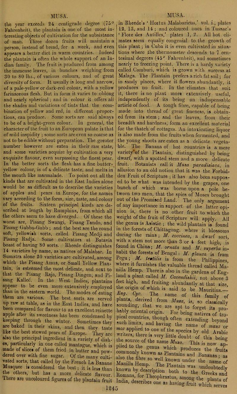 Fahrenheit), the plantain is one of the most in- teresting objects of cultivation tor the subsistance of man. Three dozen fruits will maintain a person, instead of bread, for a week, and even appears a better diet in warm countries. Indeed the plantain is often the whole support of an In- dian family. The fruit is produced from among the immense leaves, in bunches weighing from 30 to SO lbs., of various colours, and of great diversity of form. It usually is long and narrow, of a pale-yellow or dark-red colour, with a yellow farinaceous flesh. But in form it varies to oblong and nearly spherical; and in colour it offers all the shades and variations of tints that the com- bination of yellow and red, in different propor- tions, can produce. Some sorts are said always to be of a bright-green colour. In general, the character of the fruit to an European palate is that of mild inspidity ; some sorts are even so coarse as not to be edible without preparation. The greater number however are eaten in their raw state, and some varieties acquire by cultivation a very exquisite flavour, even surpassing the finest pear. In the better sorts the flesh has a fine butter- yellow colour, is of a delicate taste, and melts in the mouth like marmalade. To point out all the kinds that are cultivated in the East Indies alone would be as difficult as to describe the varieties of apples and pears in Europe, for the names vary according to the form, size, taste, and colour of the fruits. Sixteen principal kinds are de- scribed at length by Rumphius, from which all the others seem to have diverged. Of these the worst are, Pisang Swangi, Pisang Tando, and Pisang Gabba-Gabb ; and the best are the round soft, yellowish sorts, called Pisang Medji and Pisang Radja. Some cultivators at Batavia boast of having 80 sorts. Rheede distinguishes 14 varieties by name, as natives of Malabar. In Sumatra alone 20 varieties are cultivated, among which the Pisang Amas, or Small Yellow Plan” tain, is esteemed the most delicate, and next to that the Pisang Raja, Pisang Bingen, and Pi- sang Kallee. In the West Indies, plantains appear to be even more extensively employed than in the eastern world. The modes of eating them are various. The best sorts are served up raw at table, as in the East Indies, and have been compared for flavour to an excellent reinette apple after its sweetness has been condensed by keeping through the winter. Sometimes they are baked in their skins, and then they taste like the best stewed pears of Europe. They are also the principal ingredient in a variety of dish- es, particularly in one called mantague, which is made of slices of them fried in butter and pow- dered over with fine sugar. Of the many culti- vated sorts, that called by the French La Banane Musquee is considered the best; it i8 lea* than the others, but has a more delicate flavour There are uncoloured figures of the plantain fruit 1245 12, 13, and 14 ; and coloured ones in 'J'ussac’s ‘ Flore des Antilles,’ plates 1, 2. All hot cli- mates seem equally congenial to the growth of this plant; in Cuba it is even cultivated in situa- tions where the thermometer descends to 7 cen- tesimal degrees (45° Fahrenheit), and sometimes nearly to freezing point. There is a hardy variety called Camburi, which is grown with success at Malaga. The Plantain prefers a rich fat soil; for in sandy places, where it flowers abundantly, it produces no fruit. In the climates that suit it, there is no plant more extensively useful, independently of its being an indispensable article of food. A tough fibre, capable of being made into thread of great fineness, is obtain- ed from its stem ; and the leaves, from their breadth and hardness, form an excellent material for the thatch of cottages. An intoxicating liquor is also made from the fruits when fermented, and the young shoots are eaten as a delicate vegeta- ble. The Banana of hot countries is a mere variety‘of the Plantain, distinguished by being dwarf, with a spotted stem and a more delicate fruit. Botanists call it Musa paradisiaca, in allusion to an old notion that it was the Forbid- den Fruit of Scripture ; it has also been suppos- ed to be what was intended by the grapes, one bunch of which was borne upon a pole be- tween two men, that the spies of Moses brought out ot the Promised Land. The only argument of any importance in support of the latfer opi- nion is, there is no other fruit to which the weight of the fruit of Scripture will apply. All the genus is Asiatic ; the wild plantain is found in the forests of Chittagong, where it blossoms during the rains ; M. coccinea, a dwarf sort, with a stem not more than 3 or 4 feet hi°di is found in China; M. ornata and M. super da lu- ll31^ the forests of Bengal: M. glauca is from Pegu; M. teatilis is from the Philippines, where it furnishes the valuable thread called Ma- nilla Hemp. There is also in the gardens of En°-- land a plant called If. Cavendishii, not above°3 feet high, and fruiting abundantly at that size the origin of which is said to be* Mauritius— i °Va'■ The name of tLis family of plants, derived from Musa, is, so classically sounding, that we are apt to forget its pro- bably onental origin. For being natives of tro- pical countries, though often extending beyond such limits and having the name of\naL or }>ioz applied to one of the species by old Arabic writers, there is very little doubt of this being nlied'To H ° ^ nam i Mu3a- T^s is now ap- phedto the genus which produces the fruits commonly known as Plantains and Bananas as also the fibre so well known under the name of Manilla Hemp. . The Plantain was undoubtedly known by description both to the Greeks and Romans, for Theophrastus, among the plants of ^ndia, describes one as having fruit whidi serves