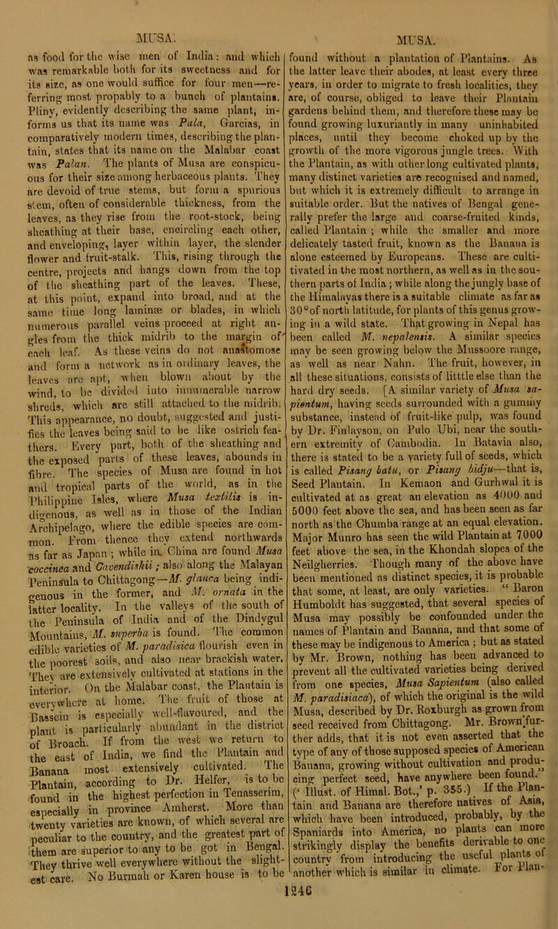 ns food for the wise men of India: and which was remarkable both for its sweetness and for its size, ns one would suffice for four men—re- ferring most propably to a bunch of plantains. Pliny, evidently describing the same plant, in- forms us that its name was Pula, Garcias, in comparatively modern times, describing the plan- tain, states that its name on the Malabar coast was Palan. The plants of Musa are conspicu- ous for their size among herbaceous plants. They are devoid of true stems, but form a spurious stem, often of considerable thickness, from the leaves, as they rise from the root-stock, being sheathing at their base, encircling each other, and enveloping, layer within layer, the slender flower and fruit-stalk. This, rising through the centre, projects and hangs down from the top of the sheathing part of the leaves. These, at this point, expand into broad, and at the same time long laminae or blades, in which numerous parallel veins proceed at right an- gles from the thick midrib to the margin of' each leaf. As these veins do not anastomose and form a network as in ordinary leaves, the leaves are apt, when blown about by the wind, to be divided into innumerable narrow shreds, which are still attached to the midrib. This appearance, no doubt., suggested anil justi- fies the leaves being said to be like ostrich fea- thers. Every part, both of the sheathing and the exposed parts of these leaves, abounds in fibre. The species of Musa are found in hot and tropical parts of the world, as in the Philippine Isles, where Musa texlilis is in- digenous, as well as in those of the Indian Archipelago, where the edible species are com- mon. From thence they extend northwards ns far as Japan ; while in. China arc found Musa coccinea and Cavendishii; also along the Malayan Peninsula to Chittagong—M. glauca being indi- genous in the former, and M. ornata in the latter locality. In the valleys of the south of the Peninsula of India and of the Dindygul Mountains, M. superba is found. The common edible varieties of M. paradisica flourish even in the poorest soils, and also near brackish water. Thev are extensively cultivated at stations in the interior. On the Malabar coast, the Plantain is everywhere at home. The fruit of those at Basscin is especially well-flavoured, and the plant is particularly abundant in the district of Broach. If from the west we return to the east of India, we find the Plantain and Banana most extensively cultivated. The Plantain, according to Dr. Heifer, is to be found in the highest perfection in Tenasserim, especially in province Amherst. More than twenty varieties are known, of which several are peculiar to the country, and the greatest part of them are superior to any to be got in Bengal. They thrive well everywhere without the slight- est cave. No Burmah or Karen house is to be found without a plantation of Plantains. As the latter leave their abodes, at least every three years, in order to migrate to fresh localities, they are, of course, obliged to leave their Plantain gardens behind them, and therefore these may be found growing luxuriantly in many uninhabited places, until they become choked up by the growth of the more vigorous jungle trees. With the Plantain, as with other long cultivated plants, many distinct varieties are recognised and named, but which it is extremely difficult to arrange in suitable order. But the natives of Bengal gene- rally prefer the large and coarse-fruited kinds, called Plantain ; while the smaller and more delicately tasted fruit, known as the Banana is alone esteemed by Europeans. These are culti- tivated in the most northern, as well as in the sou- thern parts of India ; while along the jungly base of the Himalayas there is a suitable climate as far as 30°of north latitude, for plants of this genus grow- ing in a wild state. That growing in Nepal has been called M. nepalensis. A similar species may be seen growing below the Mussoore range, as well as near Nahn. The fruit, however, in all these situations, consists of litttle else than the hard dry seeds. [A similar variety of Musa sa- pientum, having seeds surrounded with a gummy substance, instead of fruit-like pulp, was found by Dr. Finlayson, on Pulo Ubi, near the south- ern extremity of Cambodia. In Batavia also, there is stated to be a variety full of seeds, which is called Pisang batu, or Pisang bidju—that is, Seed Plantain. In Kemaon and Gurhwal it is cultivated at as great an elevation as 40UO and 5000 feet above the sea, and has been seen as far north ns the Chumba range at an equal elevation. Major Munro has seen the wild Plantain at 7000 feet above the sea, in the Khondah slopes of the Neilgherrics. Though many of the above have been mentioned as distinct species, it is probable that some, at least, are only varieties. “ Baron Humboldt has suggested, that, several species of Musa may possibly be confounded under the names of Plantain and Banana, and that some of these may be indigenous to America ; but as stated by Mr. Brown, nothing has been advanced to prevent all the cultivated varieties being derived from one species, Musa Sapientuni (also called M. paradisiaca•), of which the original is the wild Musa, described by Dr. Roxburgh as grown from seed received from Chittagong. Mr. Brown.fur- ther adds, that it is not even asserted that the type of any of those supposed species of American Banana, growing without cultivation and produ- cing perfect seed, have anywhere been found. (‘ Illust. of Himal. Bot.,’ p. 355.) If the Plan- tain and Banana are therefore natives of Asia, which have been introduced, probably, by t e Spaniards into America, no plants can more strikingly display the benefits derivable to one country from introducing the useful plan s o another which is similar in climate. For I an