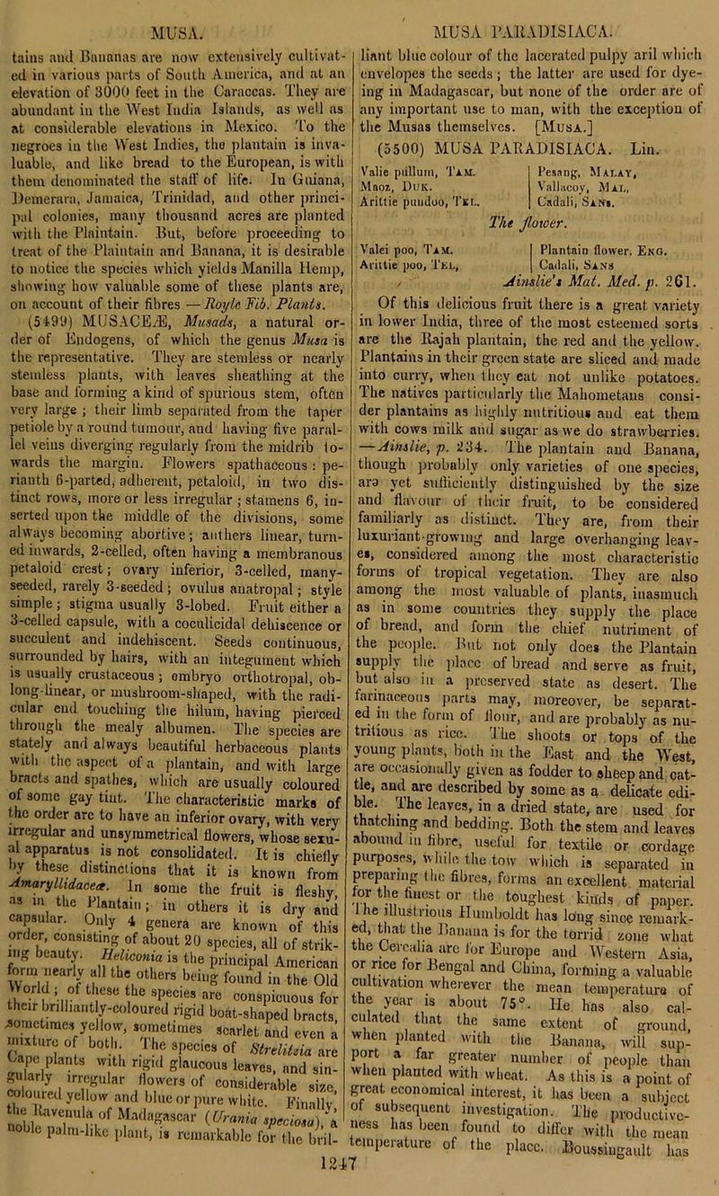 tains and Bananas are now extensively cultivat- ed in various parts of South America, and at an elevation of 3000 feet in the Caraccas. They are abundant in the West India Islands, as well as at considerable elevations in Mexico. To the negroes in the West Indies, tho plantain is inva- luable, and like bread to the European, is with them denominated the staff of life. In Guiana, Demerara, Jamaica, Trinidad, and other princi- pal colonies, many thousand acres are planted with the Plaintain. But, before proceeding to treat of the Plaintain and Banana, it is desirable to notice the species which yields Manilla Hemp, showing how valuable some of these plants are, on account of their fibres —Roi/le Fib. Plants. (5199) MUSACE/E, Musads, a natural or- der of Endogens, of which the genus Musa is the representative. They are stemless or nearly stemless plants, with leaves sheathing at the base and forming a kind of spurious stem, often very large ; their limb separated from the taper petiole by a round tumour, and having five paral- lel veins diverging regularly from the midrib to- wards the margin. Flowers spathaceous : pe- riantli 6-parted, adherent, petaloid, in two dis- tinct rows, more or less irregular ; stamens 6, in- serted upon the middle of the divisions, some always becoming abortive; anthers linear, turn- ed inwards, 2-celled, often having a membranous petaloid crest; ovary inferior, 3-celled, many- seeded, rarely 3-seeded; ovulus anatropal; style simple; stigma usually 3-lobed. Fruit either a 3-celled capsule, with a coculicidal dehiscence or succulent and indehiscent. Seeds continuous, surrounded by hairs, with an integument which is usually crustaceous ; embryo orthotropal, ob- long-linear, or mushroom-shaped, with the radi- cular end touching the hilum, having pierced through the mealy albumen. The species are stately and always beautiful herbaceous plants with the aspect ol a plantain, and with large bracts and spathes, which are usually coloured of some gay tint. The characteristic marks of the order arc to have an inferior ovary, with very irregular and unsyramctrical flowers, whose sexu- al apparatus is not consolidated. It is chiefly by these distinctions that it is known from Amaryllxdacex. In some the fruit is fleshy as m the Plantain; in others it is dry and capsular. Only 4 genera are known of this order, consisting of about 20 species, all of strik- ing beauty. Ileliconia is the principal American foim nearly all the others being found in the Old t W f 1 u ,,eSe Le Sp,ecies are conspicuous for their brilliantly-coloured rigid boat-shaped bracts -sometimes yellow, sometimes scarlet and even a Canenl T™* of Streliteia are Upe plants with rigid glaucous leaves, and sin- gularly irregular flowers of considerable size coloured ye low and blue or pure white. Finally’ noble palm-like plant, is remarkable for the bril- 12 limit blue colour of the lacerated pulpy aril which envelopes the seeds ; the latter are used for dye- ing in Madagascar, but none of the order are of any important use to man, with the exception of the Musas themselves. [Musa.] (5500) MUSA PARADISIACA. Lin. Pesang, Malay, Vallacoy, Mai., Cadali, San«. Valie pullum, Tam. Mnoi, Duk. Arittie puudoo, Tier.. The Jlotoer. Vnlei poo, Tam. Ariitie poo, Tel, Plantain flower. Eng. Cadali, Sans A ins lie’s Mat. Med. p. 261. Of this delicious fruit there is a great variety in lower India, three of the most esteemed sorts are the Rajah plantain, the red and the yellow. Plantains in their green state are sliced and made into curry, when they eat not unlike potatoes. The natives particularly the Mahometans consi- der plantains as highly nutritious and eat them with cows milk and sugar as we do strawberries. —Ainslie, p. 234. The plantain and Banana, though probably only varieties of one species, ara yet sufficiently distinguished by the size and flavour ol their fruit, to be considered familiarly as distinct. They are, from their luxuriant-growing and large overhanging leav- es, considered among the most characteristic forms of tropical vegetation. They are also among the most valuable of plants, inasmuch as in some countries they supply the place of bread, and form the chief nutriment of the people. But not only does the Plantain supply the place of bread and serve as fruit, but also in a preserved state as desert. The fai filaceous parts may, moreover, be separat- ed m the form of flour, and are probably as nu- tritious as rice. The shoots or tops of the young plants, both in the East and the West, are occasionally given as fodder to sheep and cat- tle, and are described by some as a delicate edi- ble. The leaves, in a dried state, are used for thatching and bedding. Both the stem and leaves abound in fibre, useful for textile or cordage purposes, while the tow which is separated in preparing the fibres, forms an excellent material for the finest or the toughest kinds of paper, l ie illustrious Humboldt has long since remark- ed, that the Banana is for the torrid zone what the Gerealia are for Europe and Western Asia, or rice for Bengal and China, forming a valuable cultivation wherever the mean temperature of the year is about 75°. He has also cal- culated that the same extent of ground, when planted with the Banana, will sup- port a far greater number of people than when planted with wheat. As this is a point of great economical interest, it has been a subject of subsequent investigation. The productive- ness has been found to differ with the mean temperature -17 of the place. Boussiugault has